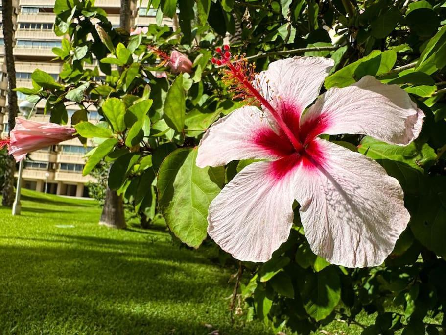 Apto. Tobago, Vistas Y Urbanizacion De Ensueno El Campello Εξωτερικό φωτογραφία